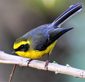 Birding In Corbett National Park