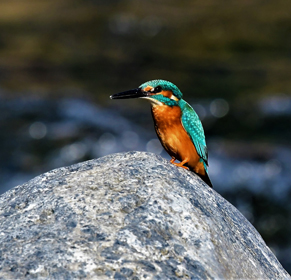Birding In Corbett National Park